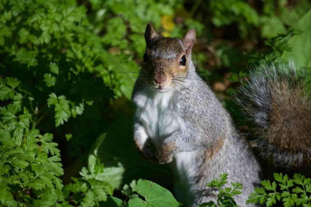 How To Keep Squirrels Out Of Tomatoes (12 Sure Tactics)