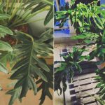 Similarities Between Philodendron Bipinnatifidum and Philodendron Selloum