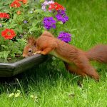 What Causes Squirrels to Destroy Flower Pots