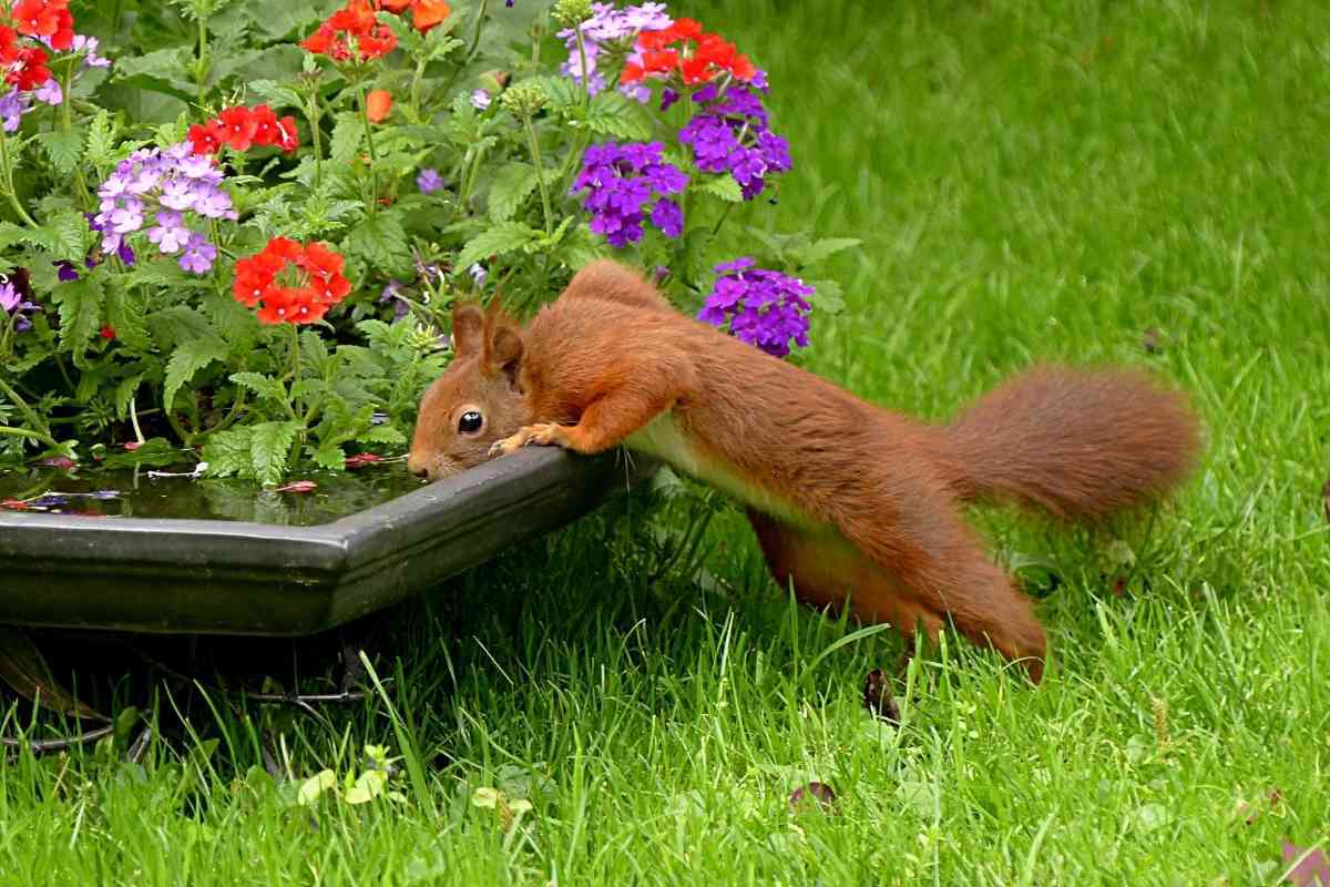 Will Mothballs Keep Squirrels Out Of Flower Pots?