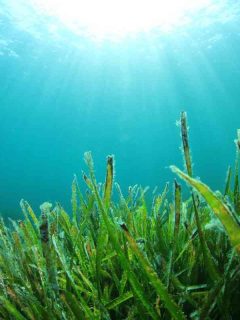 What Is Liquid Seaweed Fertilizer
