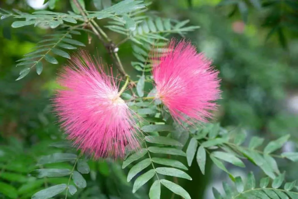 powder puff tree diseases