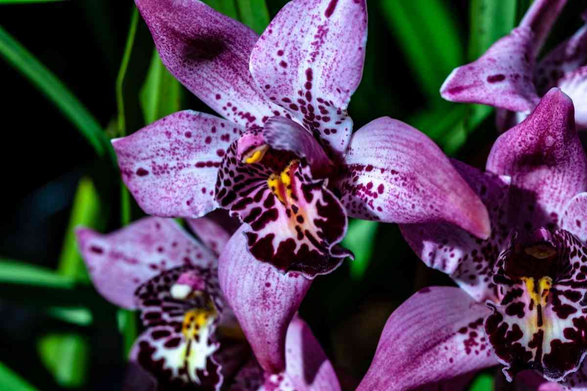 Why Are My Orchid Flowers Falling Off? (7 Causes & Solution)