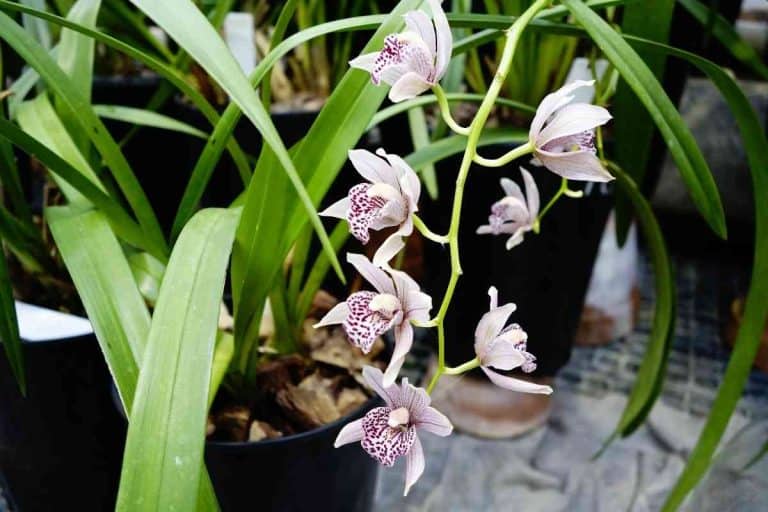Why Is My Orchid Dying? (7 Causes and Solutions)