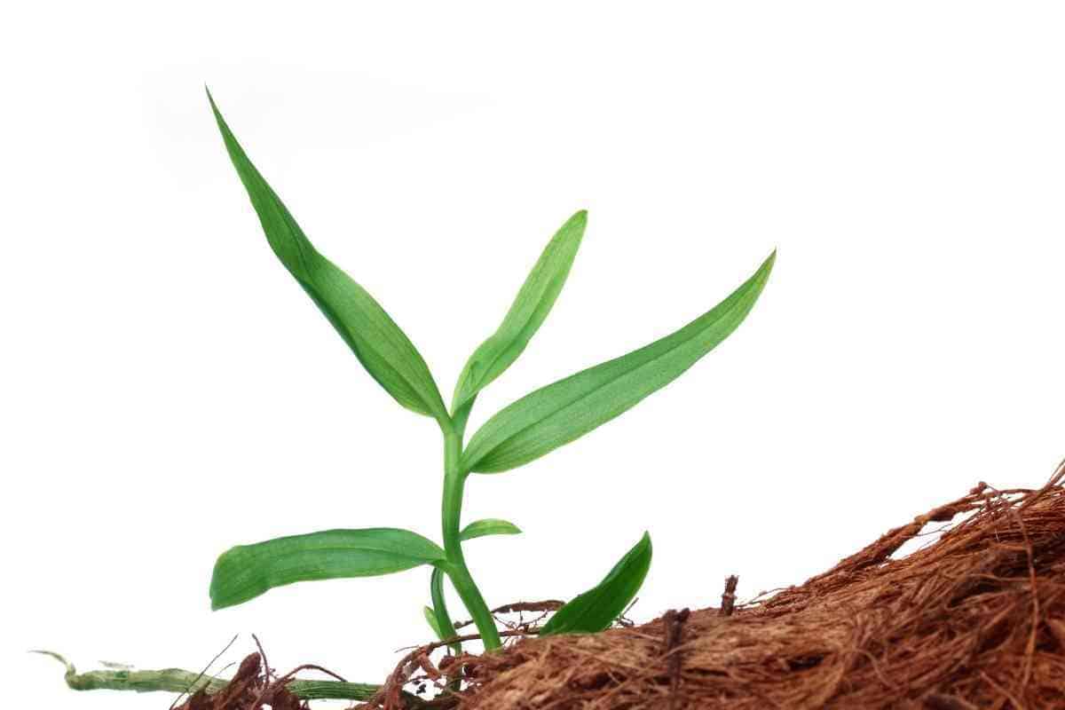 Why Is My Orchid Dying? (7 Causes and Solutions)