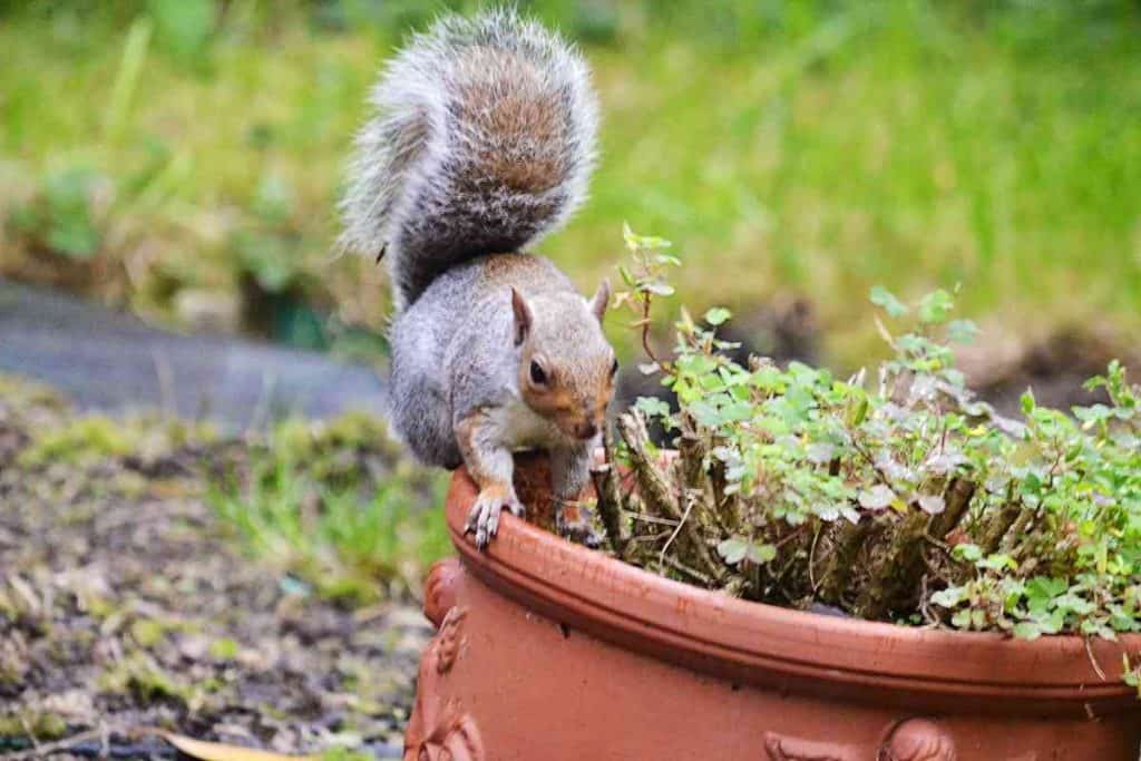 Will Mothballs Keep Squirrels Out Of Flower Pots?