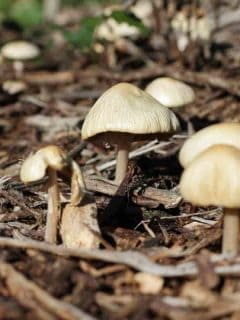 Can I Use Mushroom Soil In My Garden