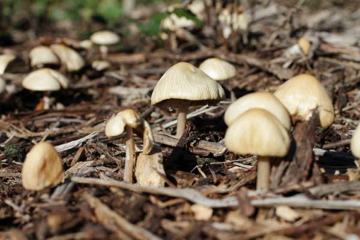 Will Mushroom Compost Burn Plants? (Well Explained)