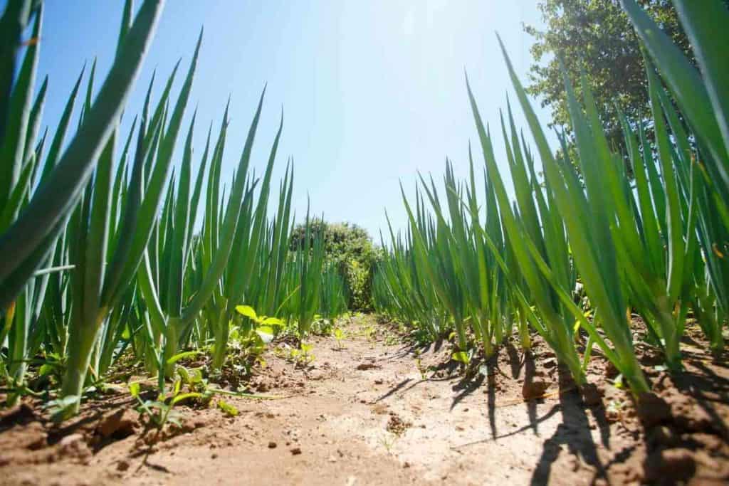 Garlic Growing Stages