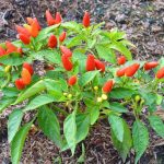 Growing Stages of Chili Plant