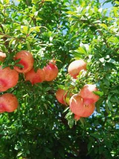 Growing Stages of Pomegranate Tree