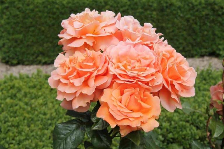 5 Common Rose Growing Stages (Well Explained)