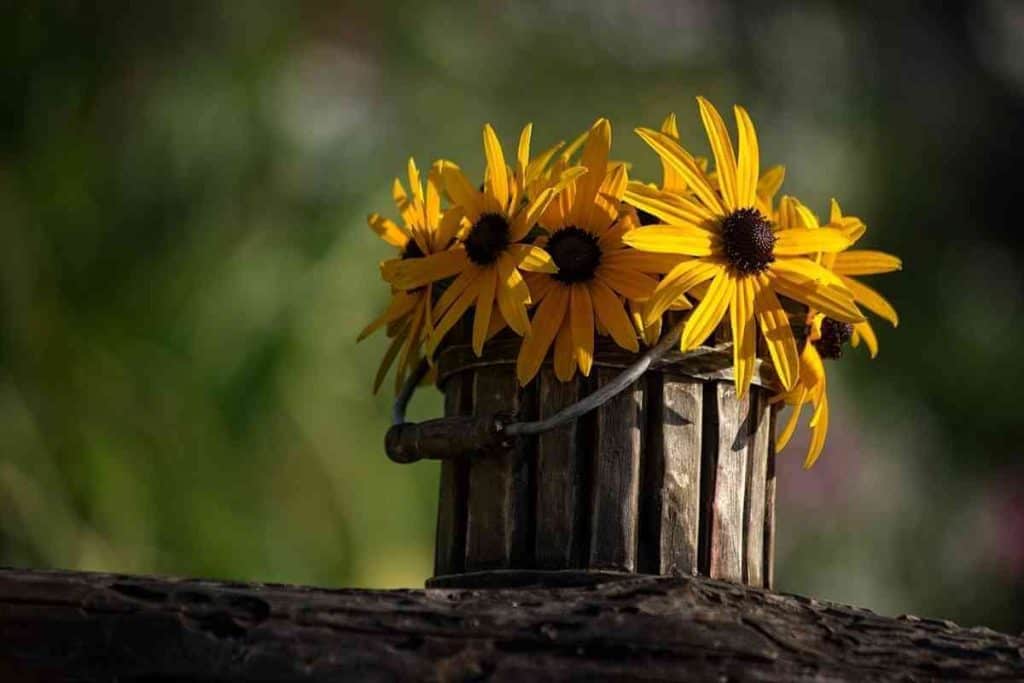 How to Take Care of Sunflowers in a Vase (8 Easy Steps)