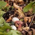 Is Mushroom Compost Safe For Plants