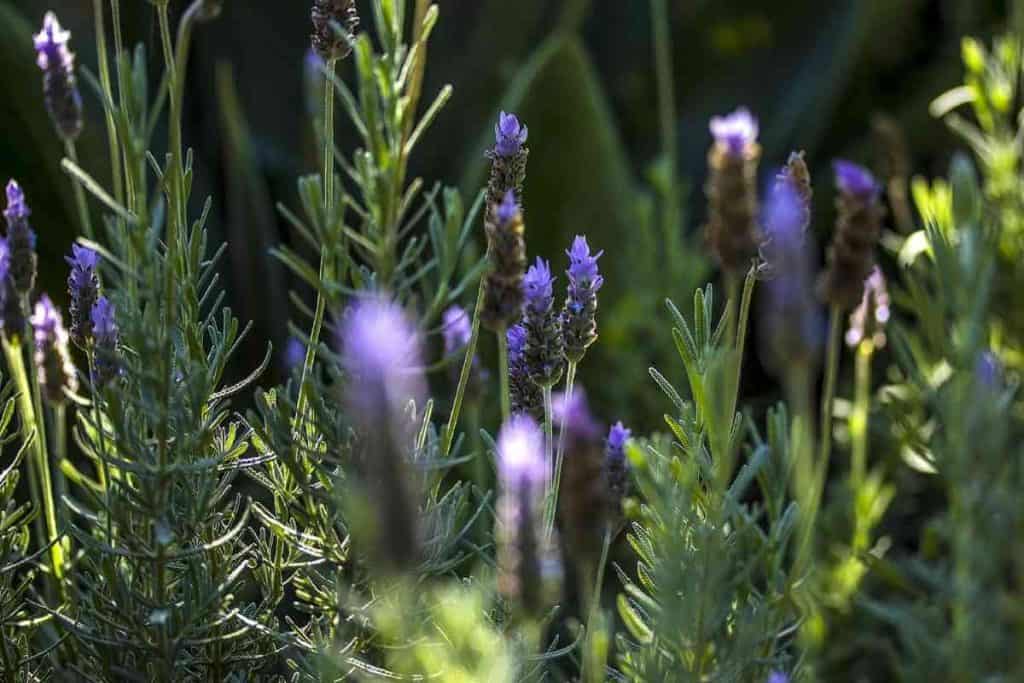 Lavender Growing Stages