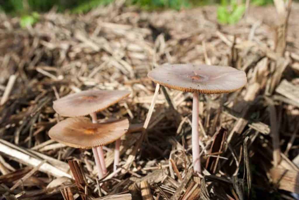 Plants That Don’t Like Mushroom Compost
