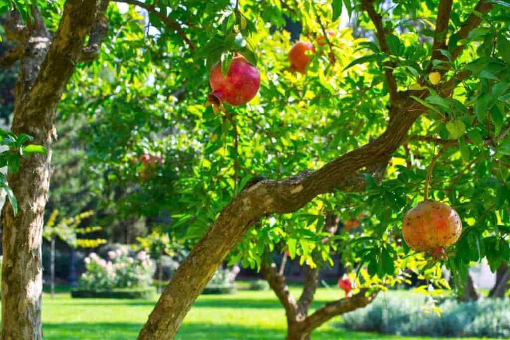 Pomegranate Growing Stages