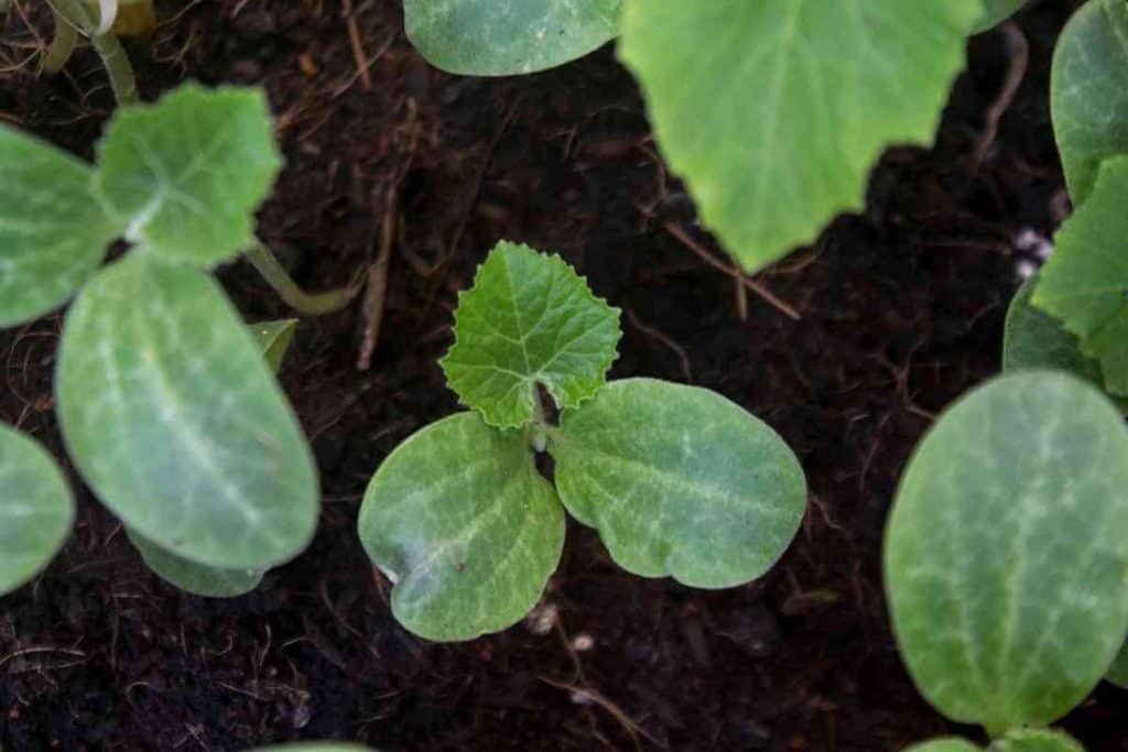 Pumpkin Growing Stages