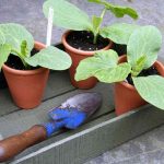 When Is the Best Time to Grow Pumpkin