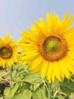 When Is the Perfect Season To Grow Sunflowers