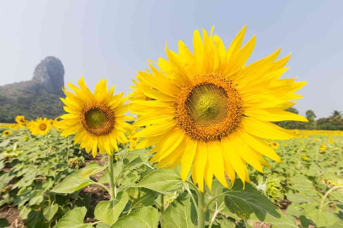 How Late Can You Plant Sunflowers? (Expert Opinions)