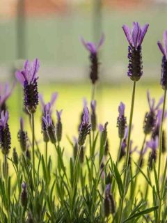 growing stages of lavender plant