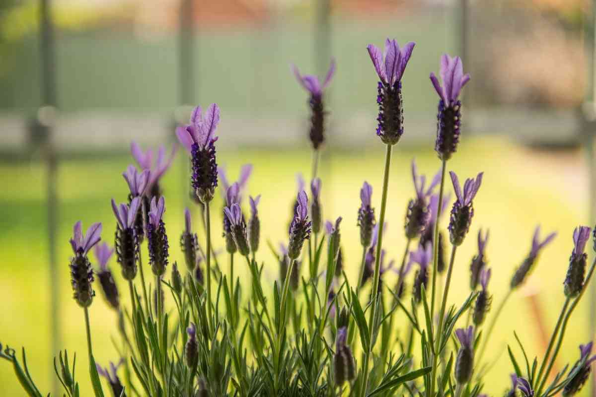 4 Different Lavender Growing Stages (Accurate Explanation)