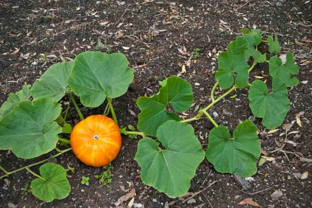 Why Are My Pumpkin Leaves Drying Up