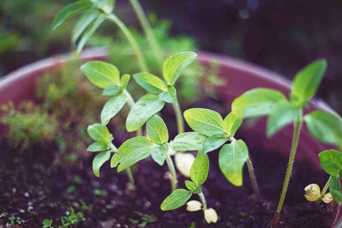 How to Take Care of Sunflowers in a Vase (8 Easy Steps)