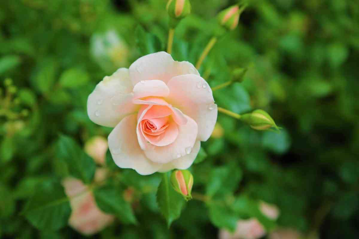 5 Common Rose Growing Stages (Well Explained)