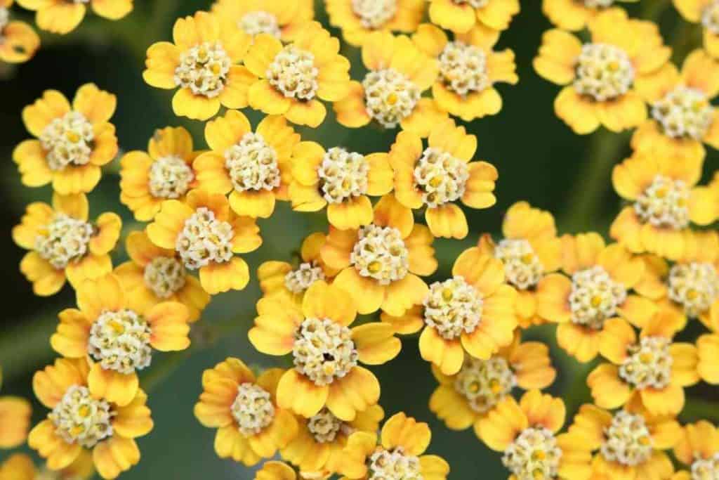 Drought Tolerant Mediterranean Plants