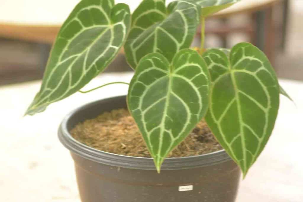 Anthurium Clarinervium Care