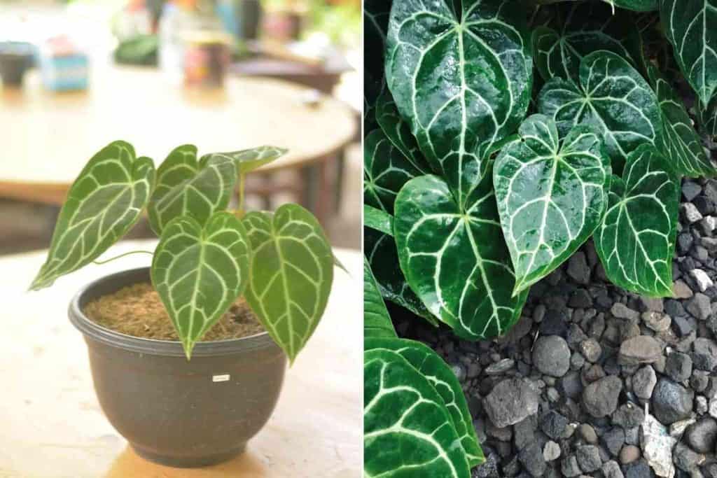 Anthurium Crystallinum Vs Clarinervium