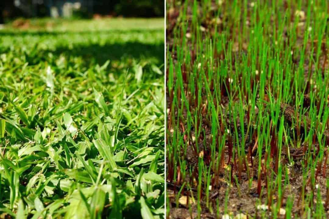 Bermuda Grass Vs Fescue (Key Differences)