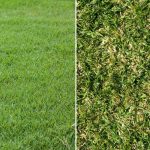 Difference Between Bermuda Grass and St. Augustine