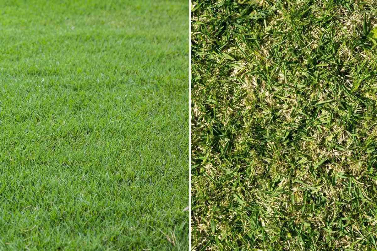 Bermuda Grass Vs. St. Augustine (Key Differences)