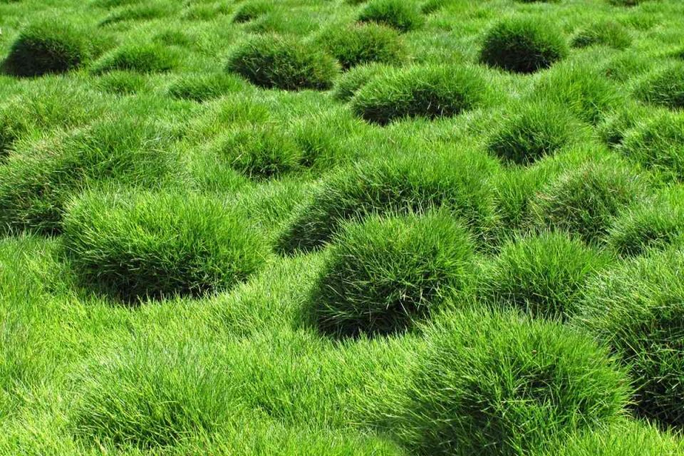 Zoysia Grass Vs Fescue Which Should You Use?