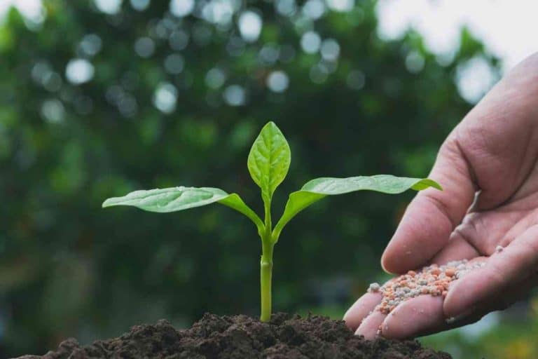 Can Plants Recover From Fertilizer Burn? (6 Easy Fixes)