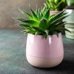 Can Succulents Grow In Shade Indoors