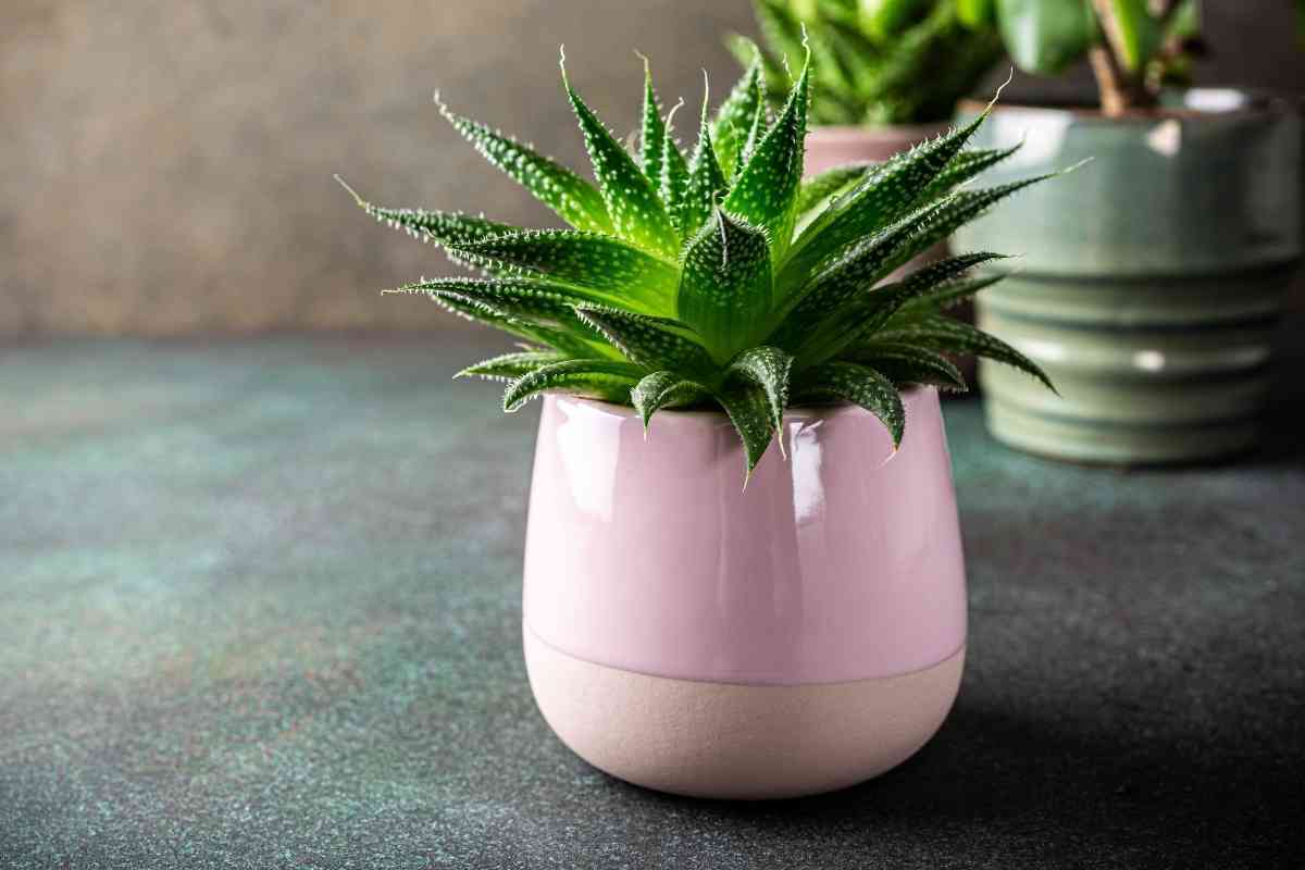 Can Succulents Grow Inside Without Sun?