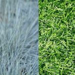 Can You Plant Bermuda Grass and Fescue Together
