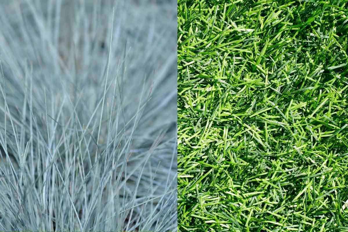 Bermuda Grass Vs Fescue (Key Differences)