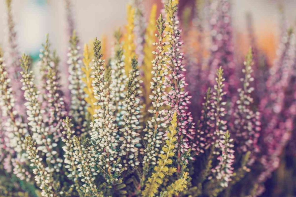 Types of Heather Plants