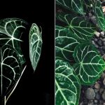 Difference Between Anthurium Crystallinum and Clarinervium