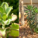 Differences Between Mother of Millions and Mother of Millions