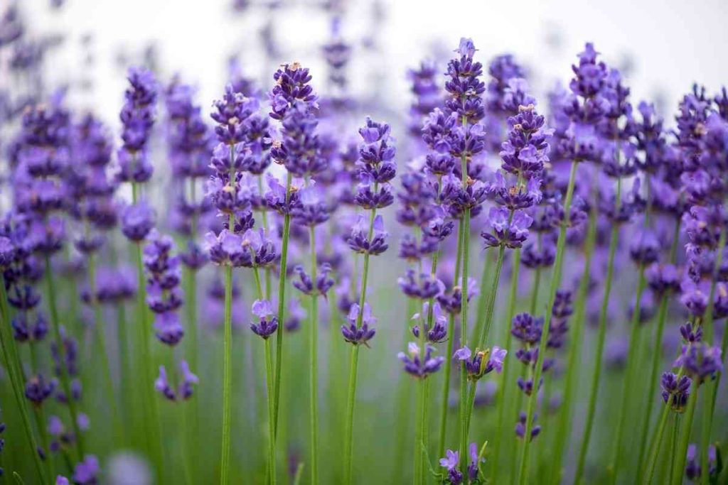 Russian Sage Vs Lavender