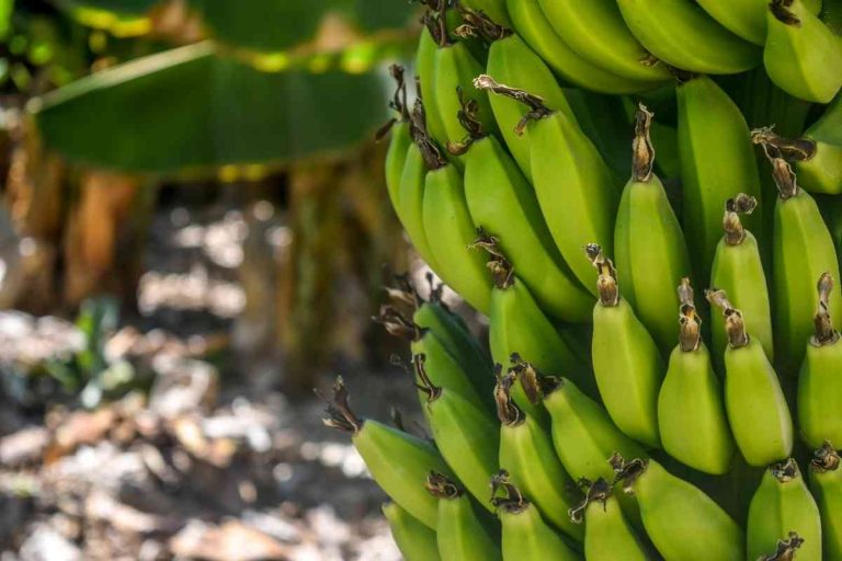 Do Bananas Have Seeds? (Can They Grow From Seed?)