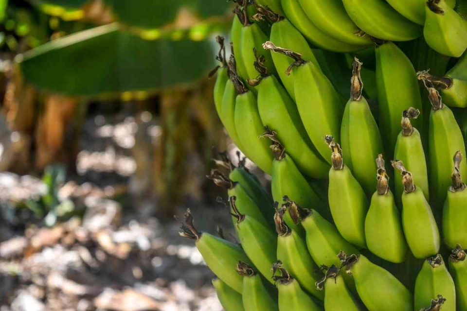 Do Bananas Have Seeds? (Can They Grow From Seed?)