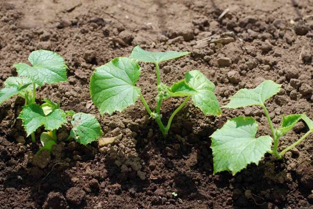 Do Cucumbers Like Mushroom Compost