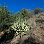 Mediterranean Plants That Are Drought Tolerant